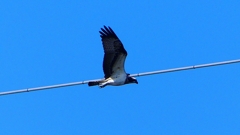P2270472：飛ぶミサゴ