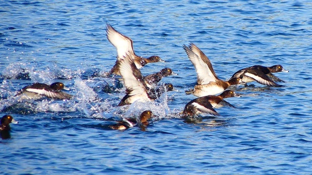 P2380157：飛ぶキンクロハジロ