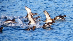 P2380157：飛ぶキンクロハジロ