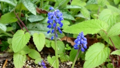 P1020406：ムスカリ