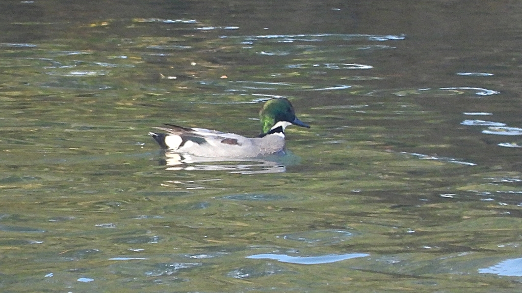 DSCN0793：ヨシガモ（オス）