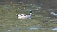 DSCN0793：ヨシガモ（オス）