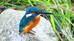 P2320783：カワセミ