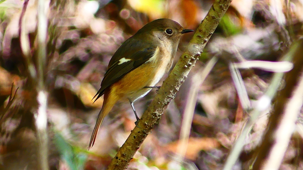 P2360399：ジョウビタキ（メス）