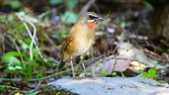 P2310027：ノゴマ（オス）