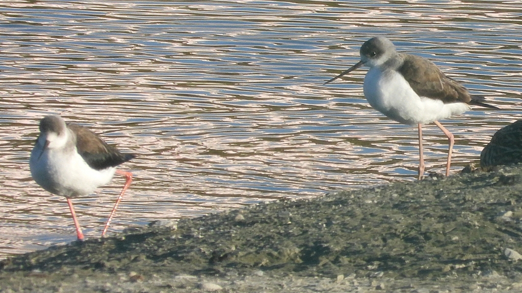 DSCN2395：セイタカシギ