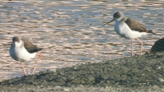 DSCN2395：セイタカシギ