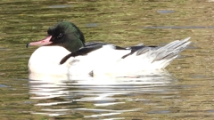 DSCN1817：カワアイサ（オス）