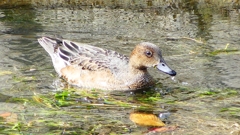 P2350042：ヒドリガモ