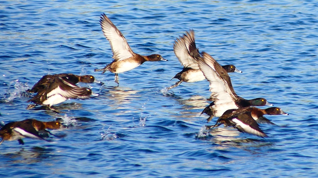 P2380171：飛ぶキンクロハジロ