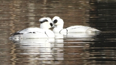 DSCN3213：ミコアイサ（オス）