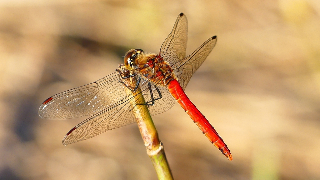 P2320250：アキアカネ（オス）