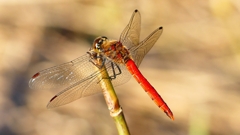 P2320250：アキアカネ（オス）