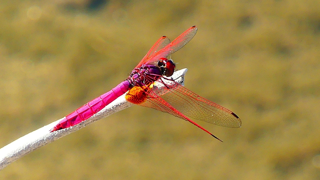 P2270249：ベニトンボ（オス）