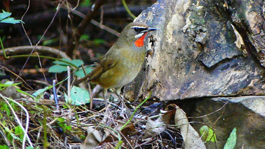 P2310129：ノゴマ（オス