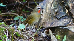 P2310129：ノゴマ（オス