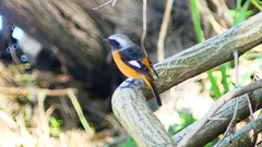 P2300547：ジョウビタキ（オス）