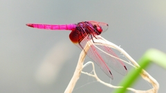 P2280199：ベニトンボ（オス）