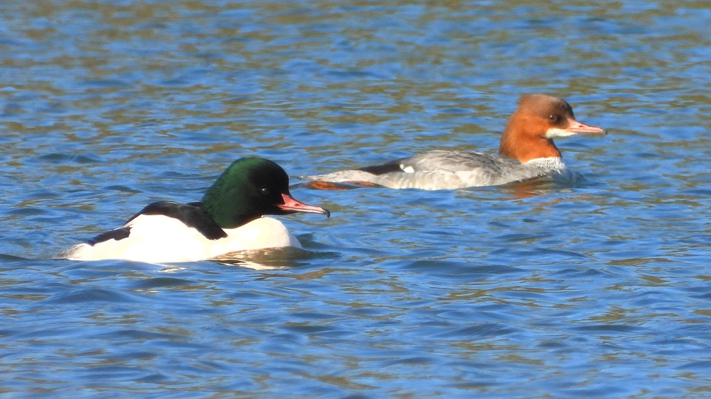 DSCN5859：カワアイサ