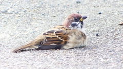 P2280464：スズメ