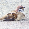 P2280464：スズメ