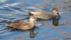 DSCN9793：オカヨシガモ