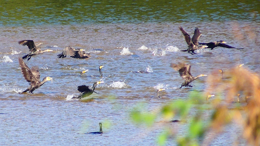 P2330158：カワウの狩り