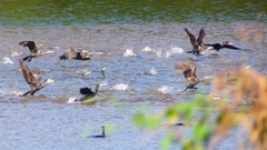 P2330158：カワウの狩り