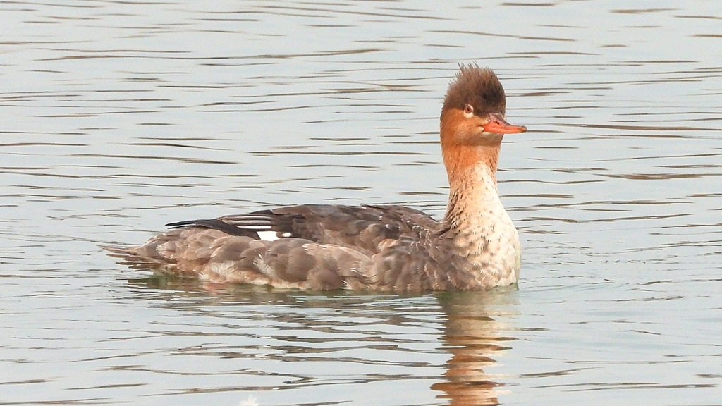 DSCN7217：ウミアイサ