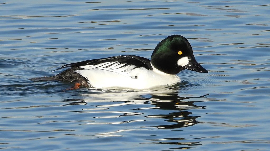 DSCN2740：ホオジロガモ（オス）