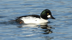 DSCN2740：ホオジロガモ（オス）