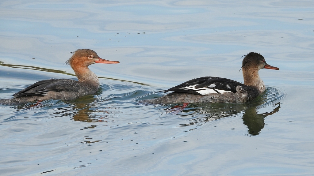 DSCN3204：ウミアイサ