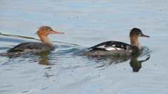 DSCN3204：ウミアイサ