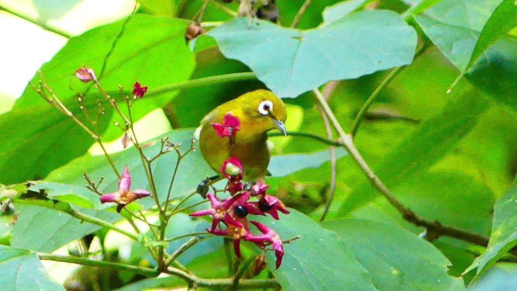 P2250621：メジロ