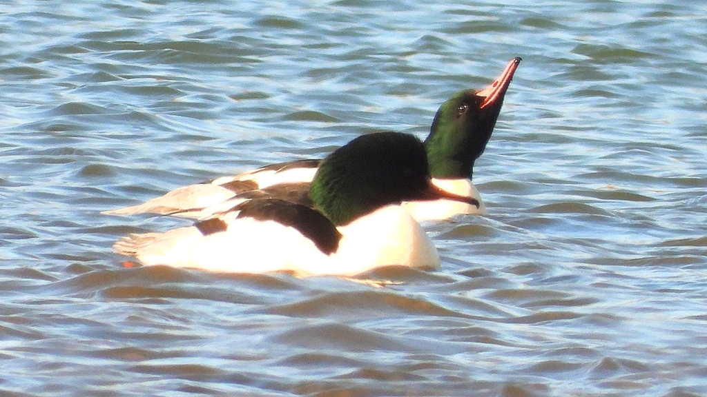 DSCN5830：カワアイサ