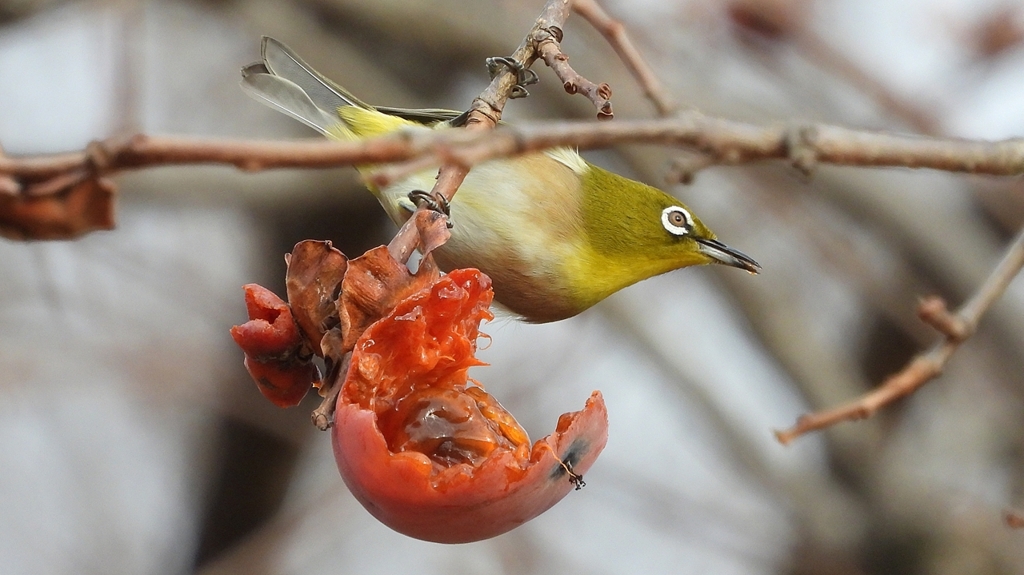 DSCN8516：メジロ