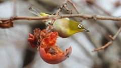 DSCN8516：メジロ