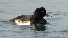 DSCN4153：キンクロハジロ（オス）