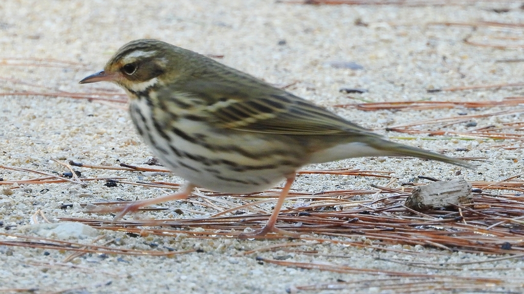 DSCN8253：ビンズイ