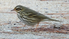 DSCN8253：ビンズイ