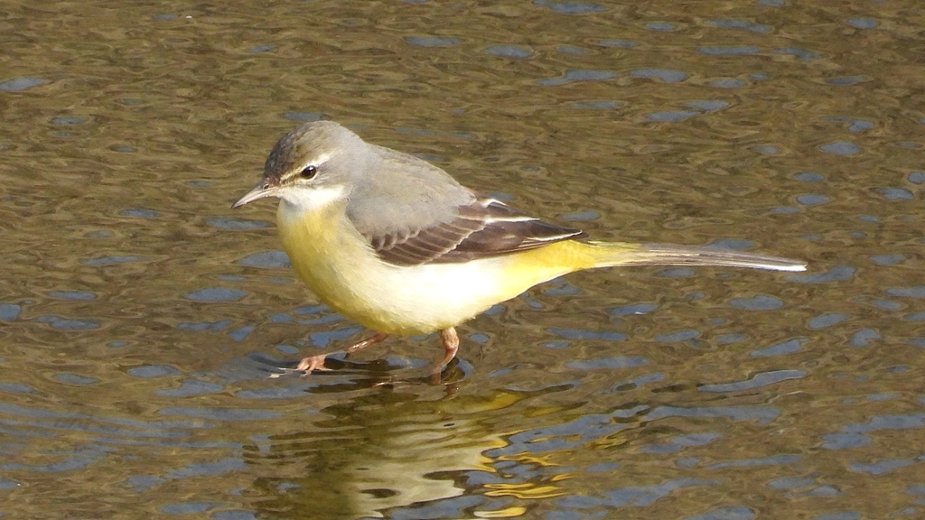 DSCN7502：キセキレイ