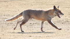 DSCN6737：キツネ