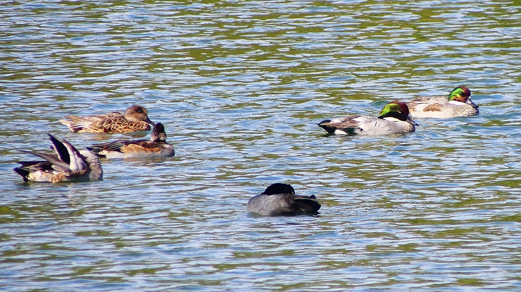 P2360455：ヨシガモ