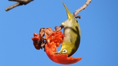 DSCN8711：メジロ