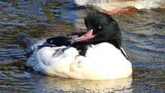 DSCN1729：カワアイサ（オス）