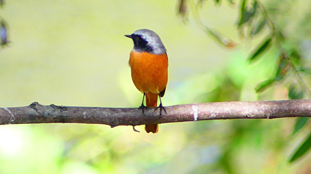 P2300600：ジョウビタキ（オス）