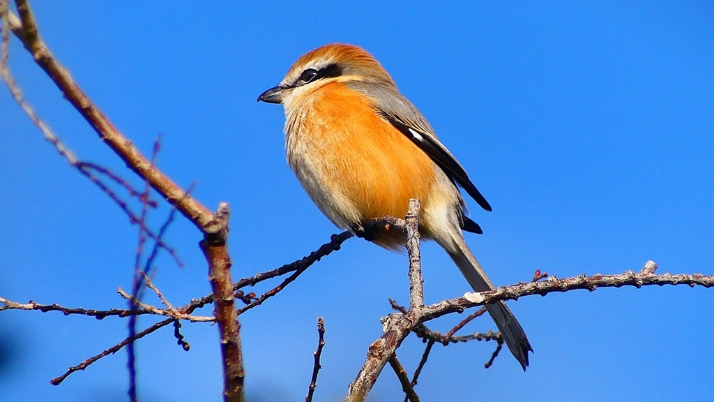 P2360636：モズ（オス）