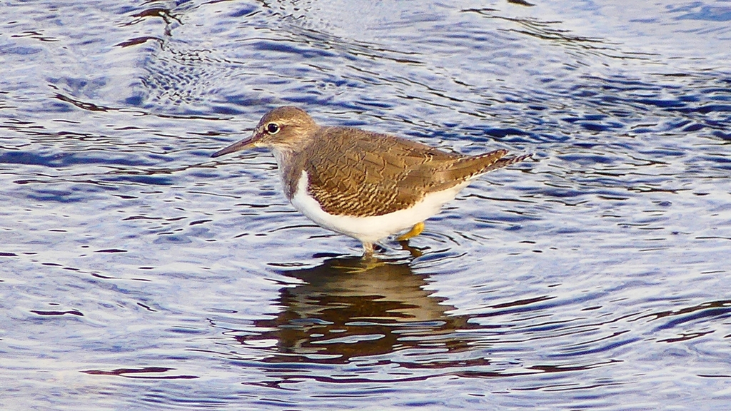 P2360733：イソシギ