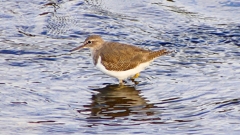 P2360733：イソシギ