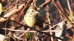 DSCN5777：アオジ